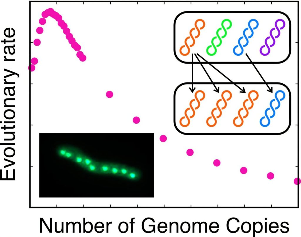 How genome duplication shapes adaptation