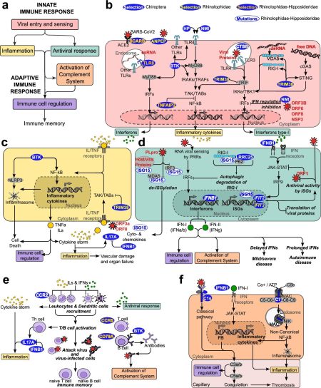 How they tolerate coronaviruses without becoming ill