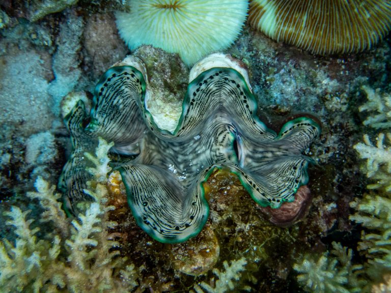 How tiny algae shaped the evolution of giant clams