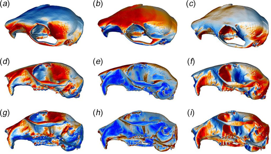 Human-fed red squirrels in Britain develop weaker jaws and flatter skulls