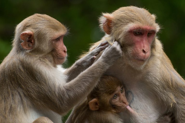 Identity-by-descent method reveals hidden genetic ties in rhesus macaques