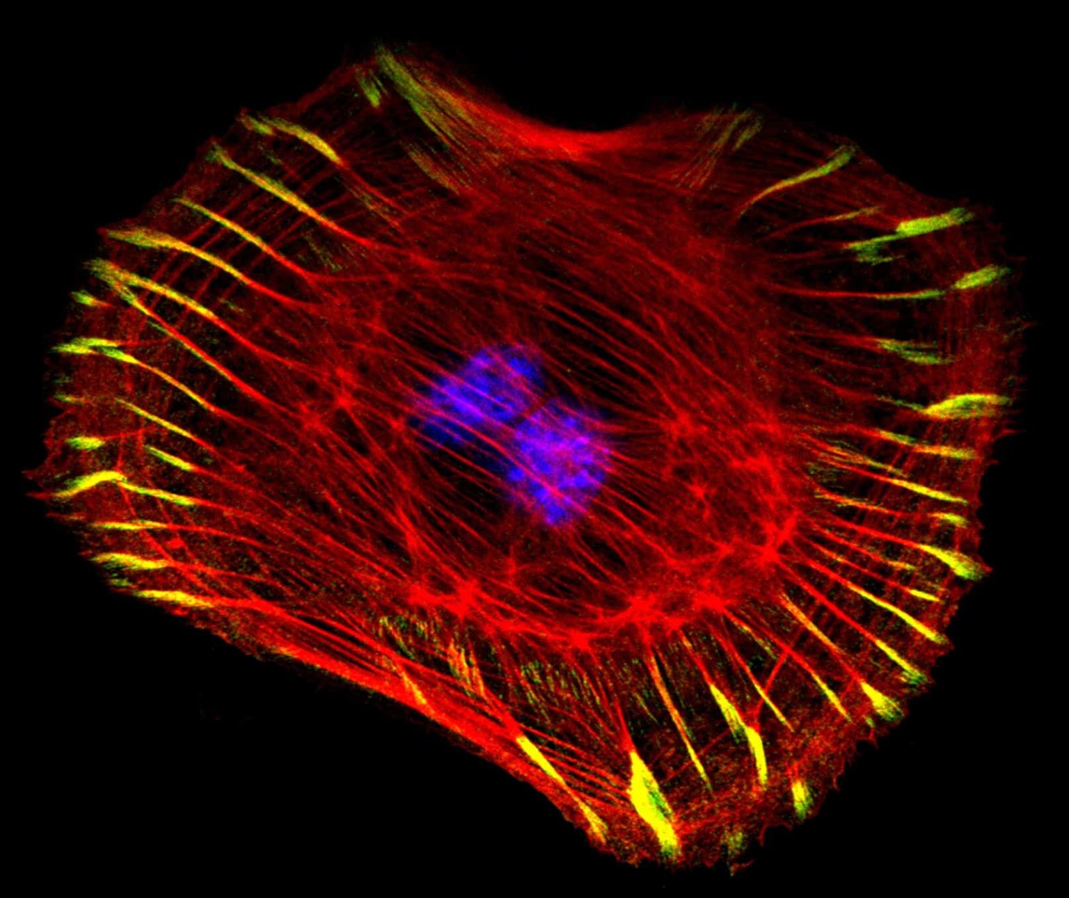 Intelligent Design in the Eukaryotic Cell Cycle