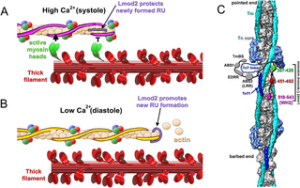 Interaction of cardiac leiomodin with the native cardiac thin filament