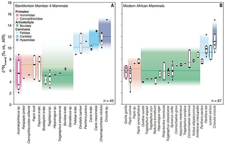 Isotopes in early South African hominin teeth show they ate little meat