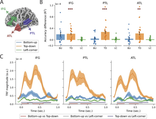 Language-specific neural dynamics extend syntax into the time domain