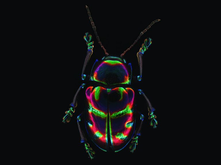 Leaf beetles’ evolutionary success linked to gene transfer and symbiosis