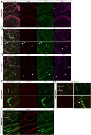 Lineage tracing studies suggest that the placenta is not a de novo source of hematopoietic stem cells