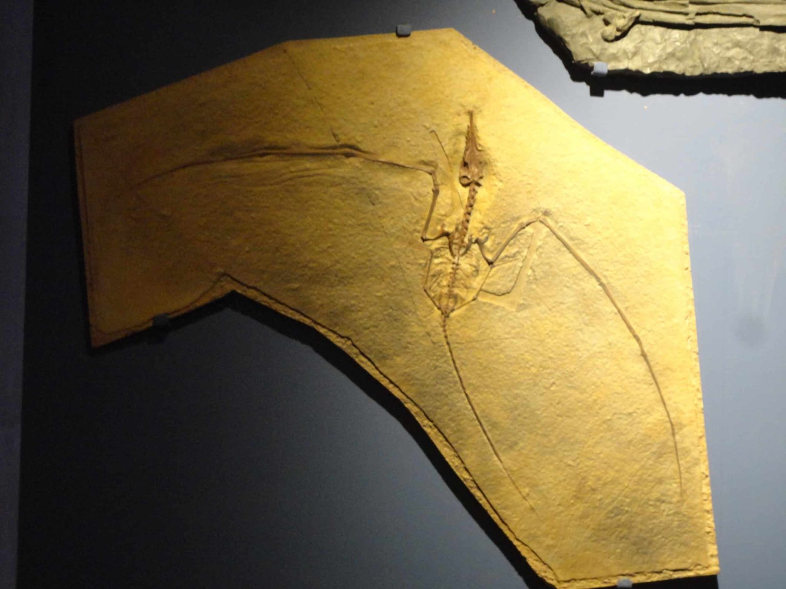 Magical Thinking: Can Pterosaurs Be Darwinized?