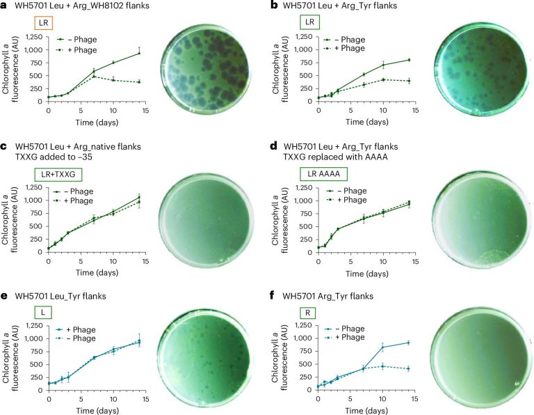 Marine bacteria use low tRNA levels to fend off viruses