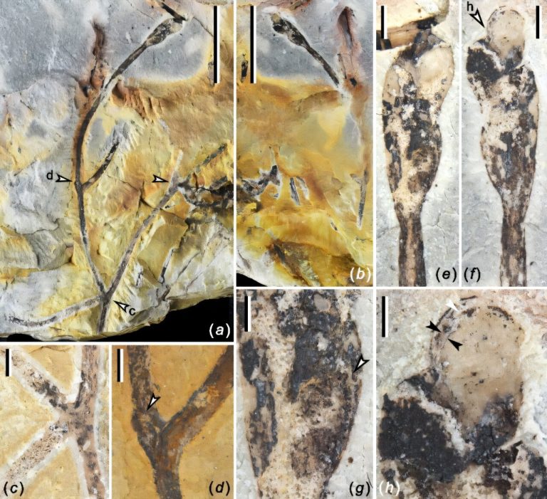 New fossil species sheds light on divergent life-history strategies in early land plants