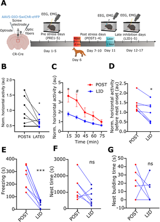 Persistently increased post-stress activity of paraventricular thalamic neurons is essential for the emergence of stress-induced alterations in behaviour