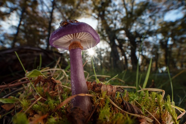 Plants more likely to be ‘eavesdroppers’ than altruists when tapping into underground networks, study finds