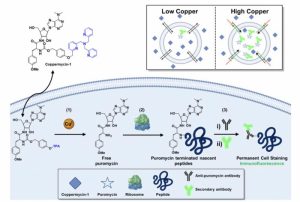 Princeton Chemists Create Copper-Detection Tool to Identify Potential