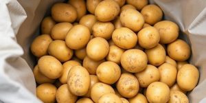 Researchers Tackle Potato Storage Challenges: Innovations in Preservation