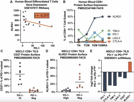 Revealing the Inverse Relationship of KLRG1 and PD-1 in Tumor Infiltrating