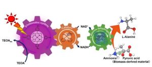 Revolutionary Biodegradable Nylon Precursor Created via Artificial