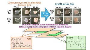 Revolutionary Green Tea Adhesive Films Present Innovative Solution for Oral