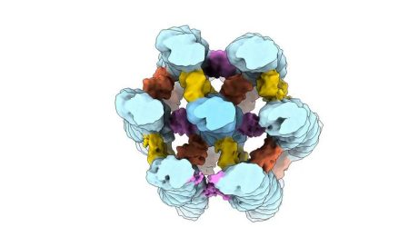 Scientists Uncover How Cells Create Structures for