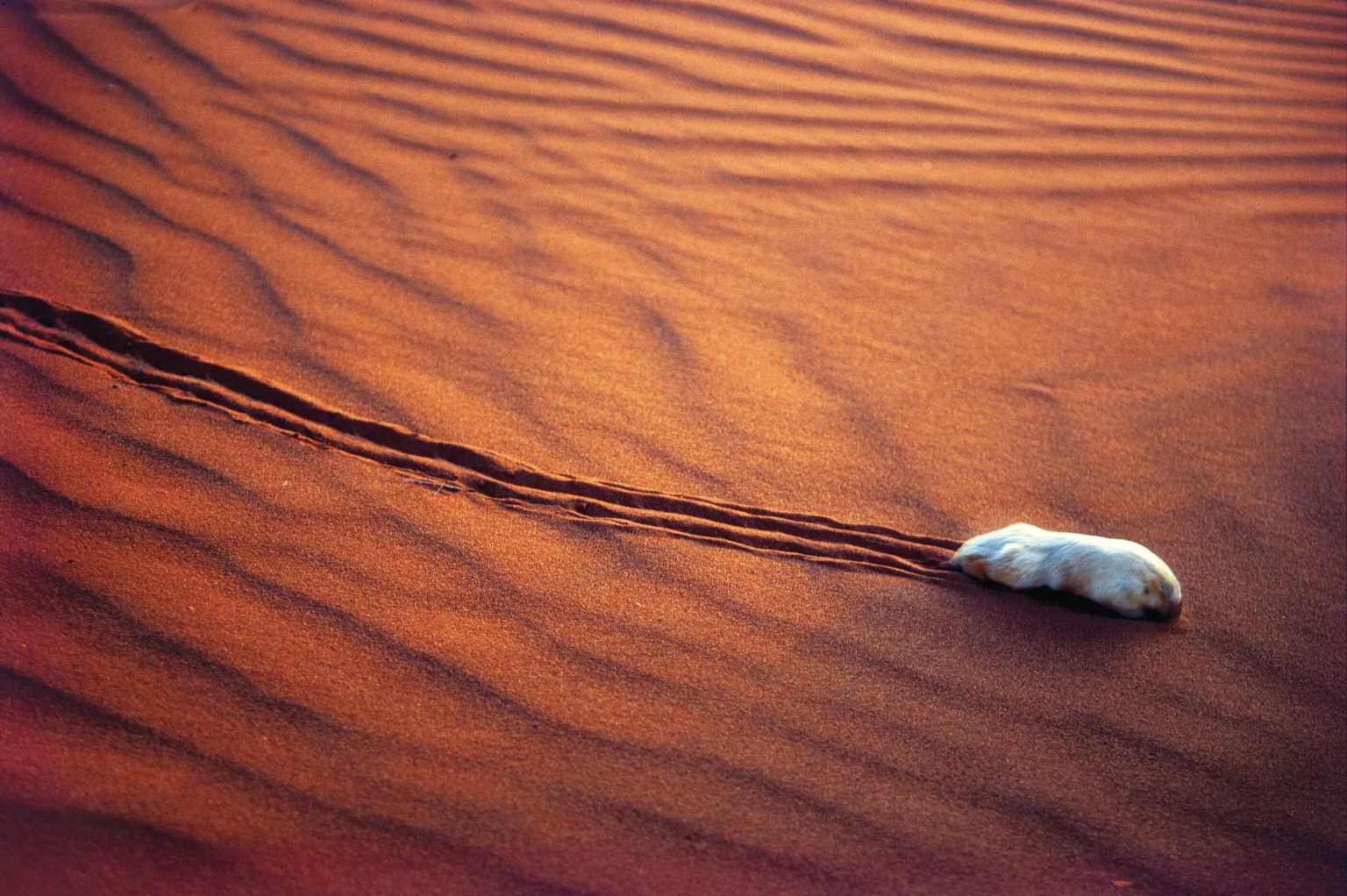 Scientists are discovering the deepest evolutionary secrets of Australia’s marsupial mole