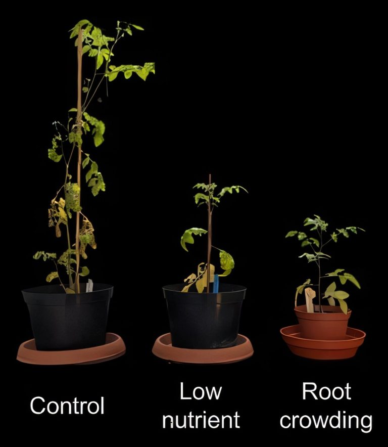 Scientists investigate what makes some plant species ‘ripe’ for domestication