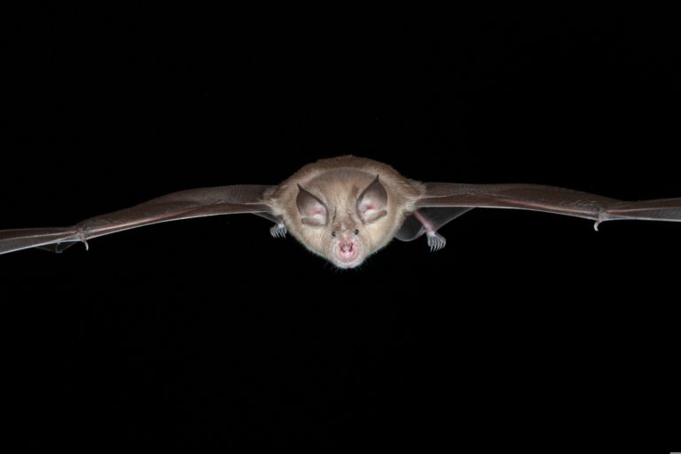 Scientists pinpoint regions and species fueling coronavirus evolution in bats