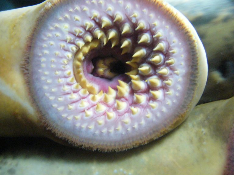 Scorching climate drove lampreys apart during Cretaceous period, DNA and fossil record reveal