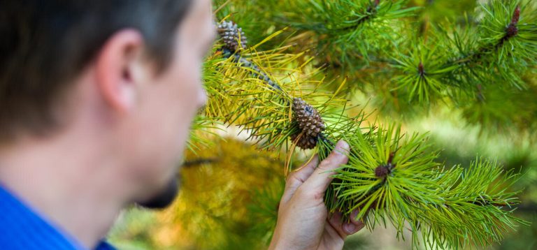 Shared genes offer hope for climate-ready crops