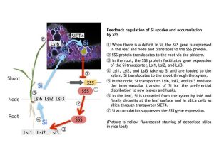 Silicon’s Role in Enhancing Plant Resilience: From Roots to Shoots