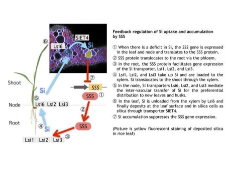 Silicon’s Role in Enhancing Plant Resilience: From Roots to Shoots