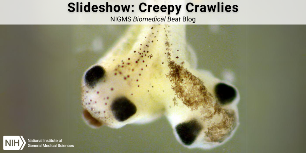 Slideshow: Creepy Crawlies