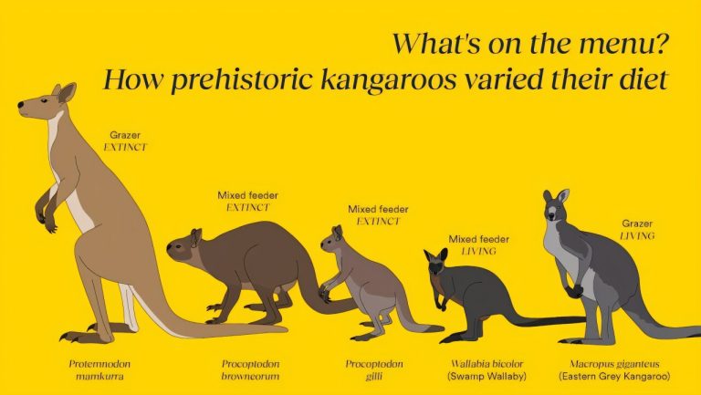 Study challenges a major theory on why some kangaroos mysteriously went extinct