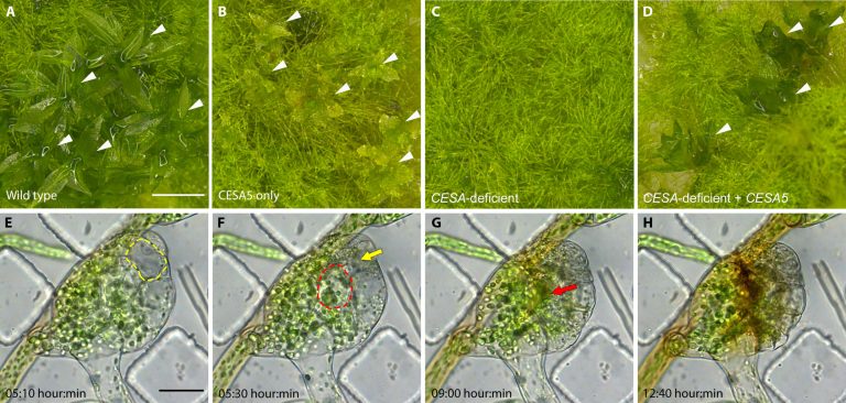 Study finds two classes of plant enzymes that ignore common rule of evolution