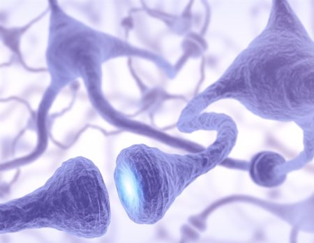 Study reveals how glial cells respond to damage in neuron dendrites