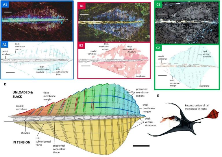 Study uncovers pterosaur tail structures that enhanced flight capabilities