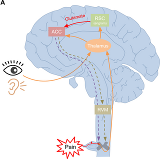 Supraspinal facilitation of painful stimuli by glutamatergic innervation from the retrosplenial to the anterior cingulate cortex