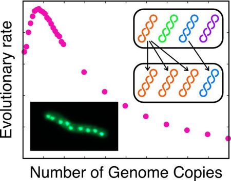 The Role of Genome Duplication in