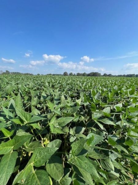 The Role of Soybeans in Battling Nematode Invaders