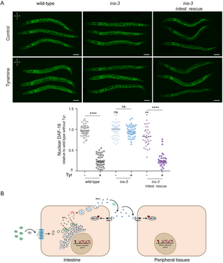 The neurohormone tyramine stimulates the secretion of an insulin-like peptide from the Caenorhabditis elegans intestine to modulate the systemic stress response