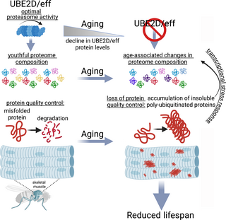 The ubiquitin-conjugating enzyme UBE2D maintains a youthful proteome and ensures protein quality control during aging by sustaining proteasome activity