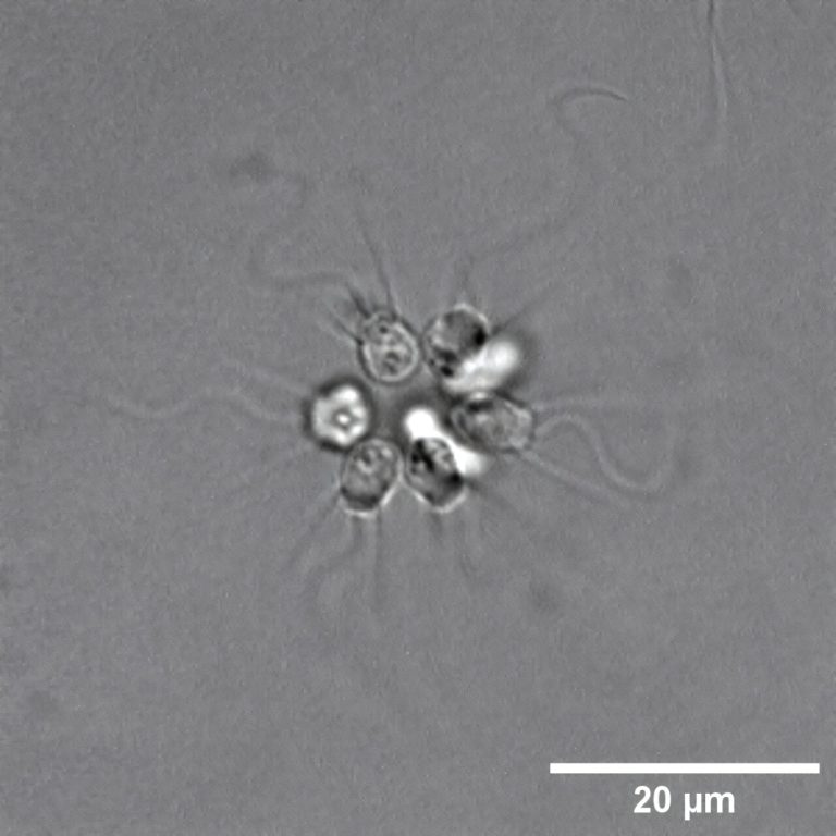 Tiny microbe colonies may use electrical signaling to coordinate their behavior