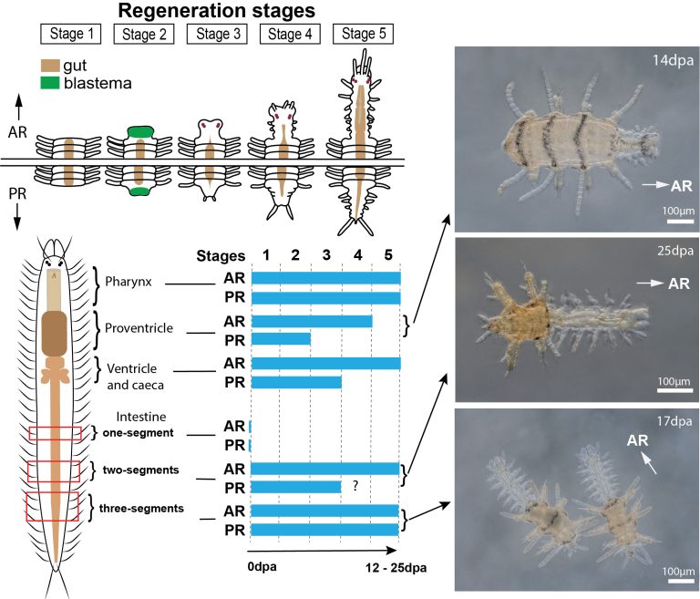 Tiny titans: fantastic worms and their powerful regenerative abilities