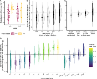 Viral and immune dynamics of genital human papillomavirus infections in young women with high temporal resolution