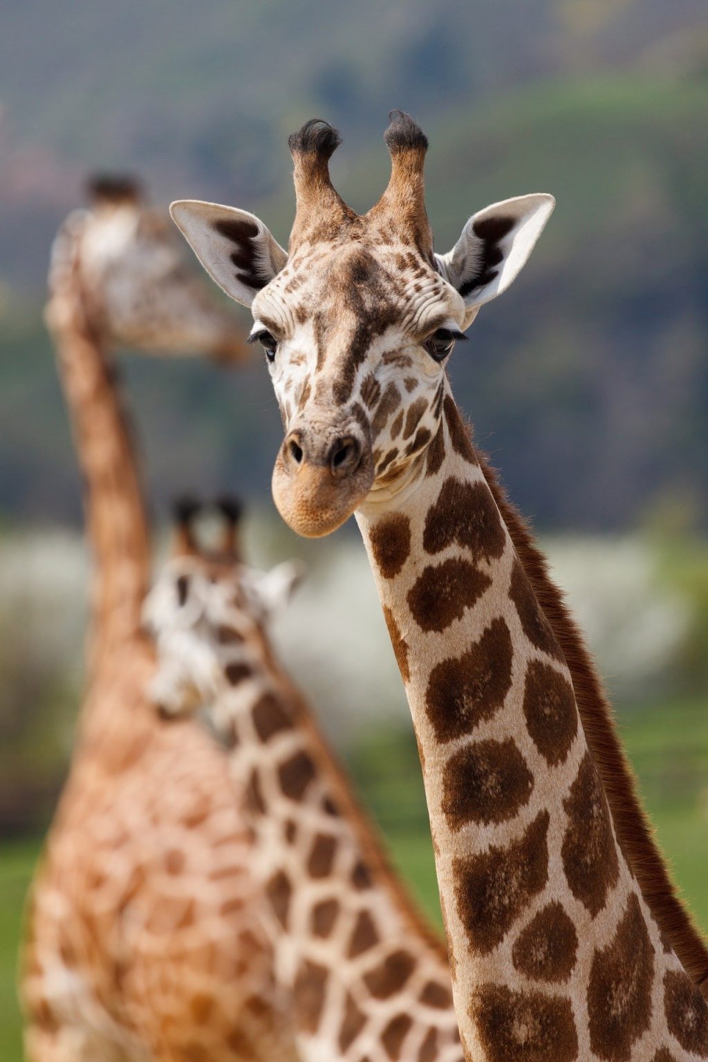 We studied more than 500 giraffe skulls from all over Africa, and confirmed there are 4 distinct species