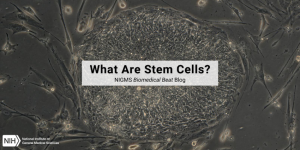 What Are Stem Cells? – Biomedical Beat Blog – National Institute of General Medical Sciences