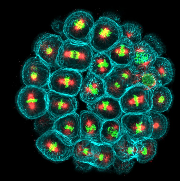 Why Cell Division Challenges Darwinism