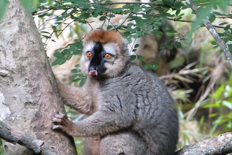 Why are lemurs nearly extinct, and yet so diverse?