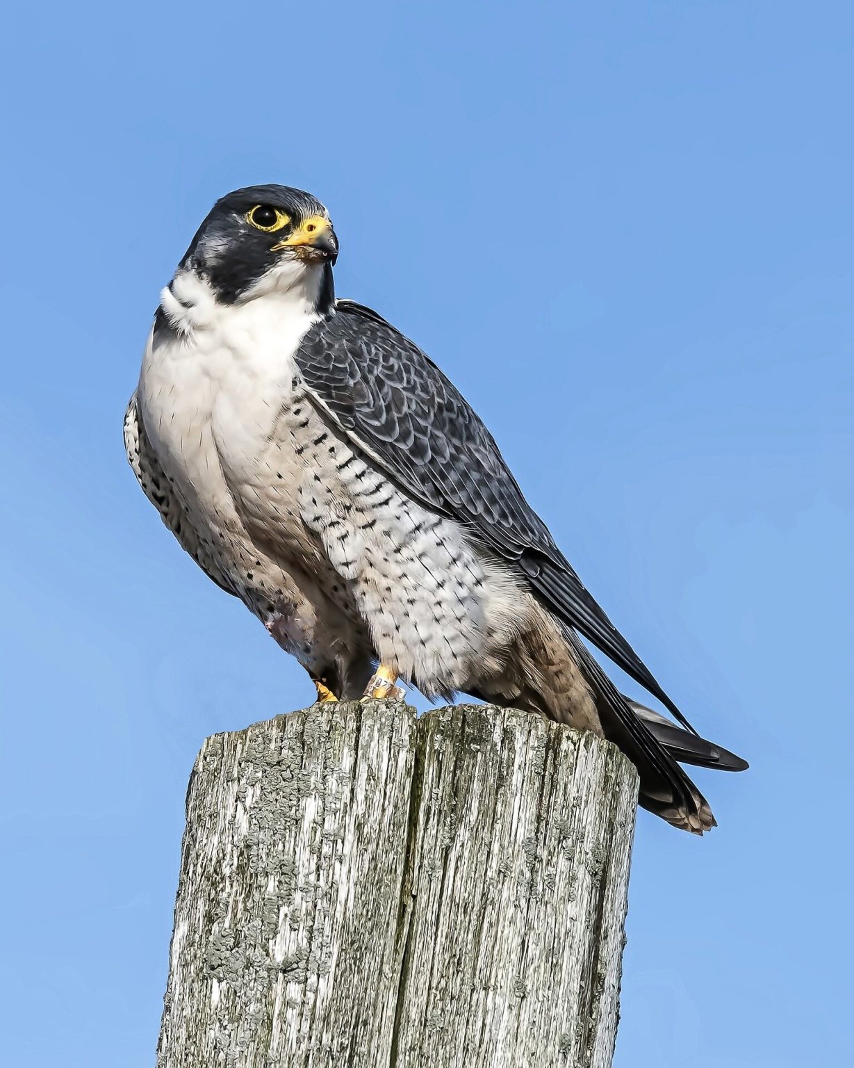 Why do falcons have stripes under their eyes? The answer is more complex than we thought