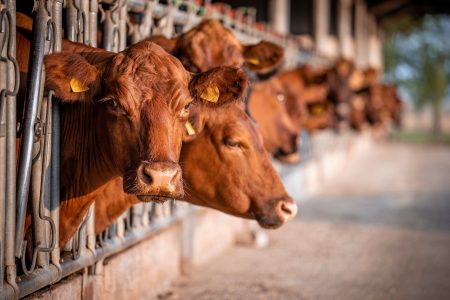 influenza A thrives in cattle mammary glands