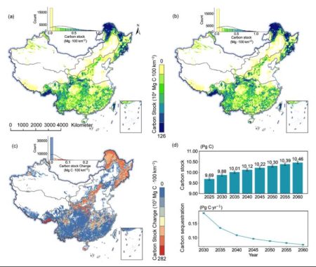 A Carbon Sink with a Time Limit?