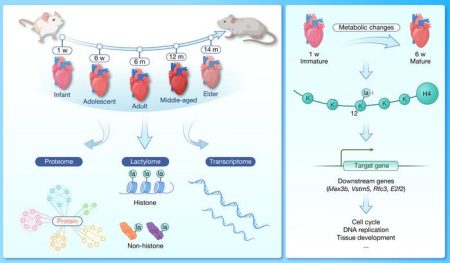 A Key Epigenetic Mechanism in Cardiac Tissue